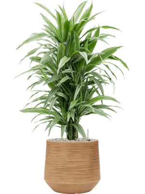 dracena