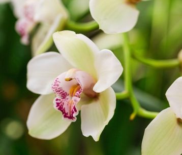 orhideja cimbidij