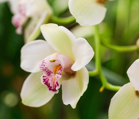 orhideja cimbidij